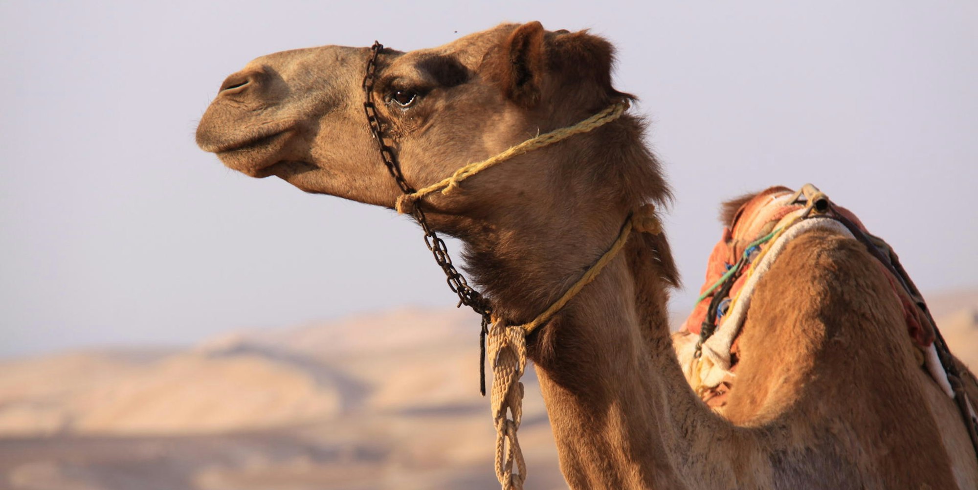 Kameltrekking durch die Wüste dpa