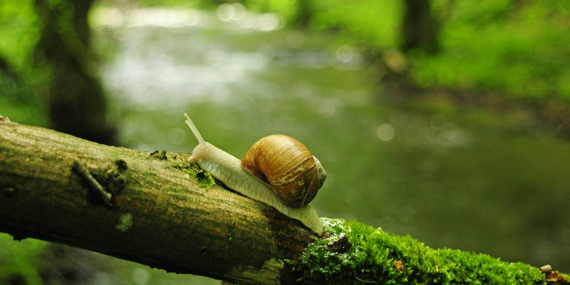 Schnecke