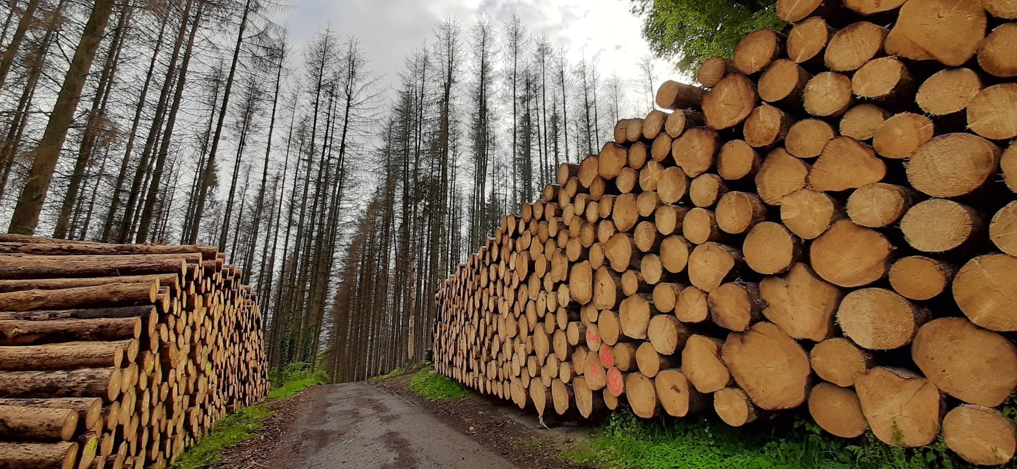 Borkenkaefer_Kue_20200502_182101