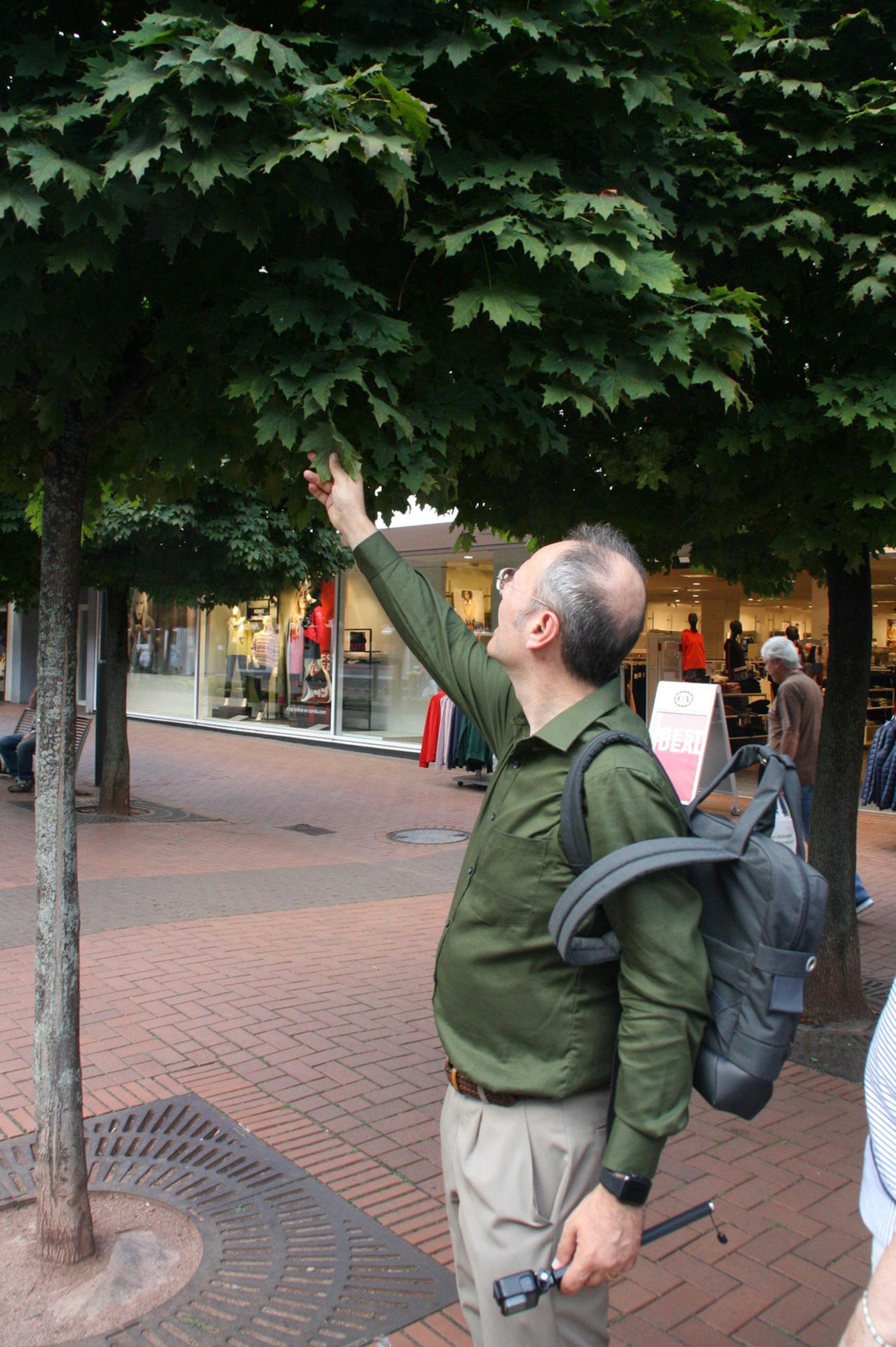 Frechen_Kugelahornallee