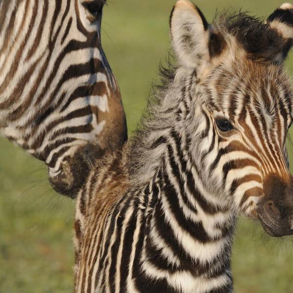Zebra-Fohlen Symbolbild dpa 190919