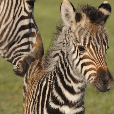 Zebra-Fohlen Symbolbild dpa 190919