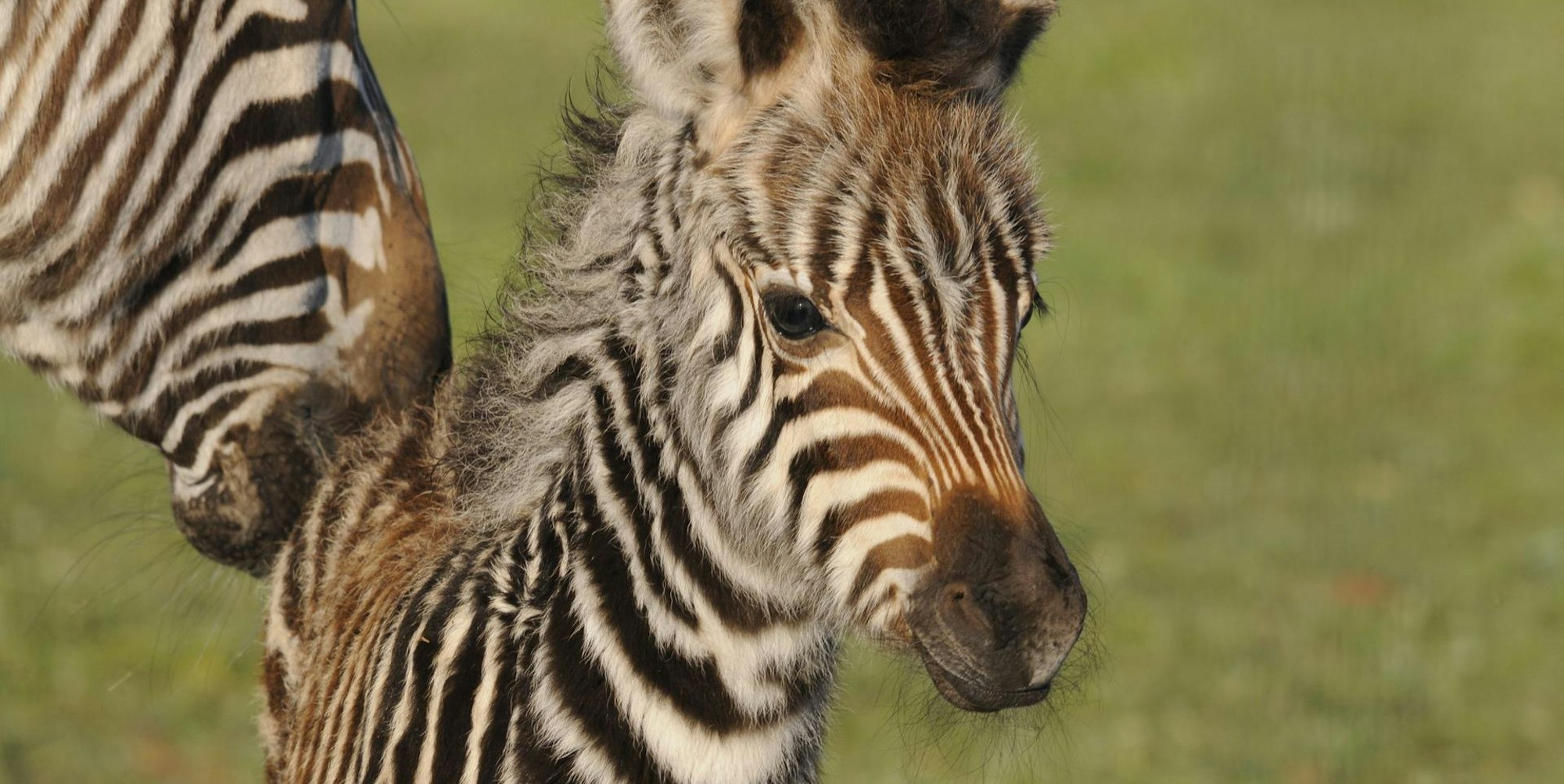 Zebra-Fohlen Symbolbild dpa 190919