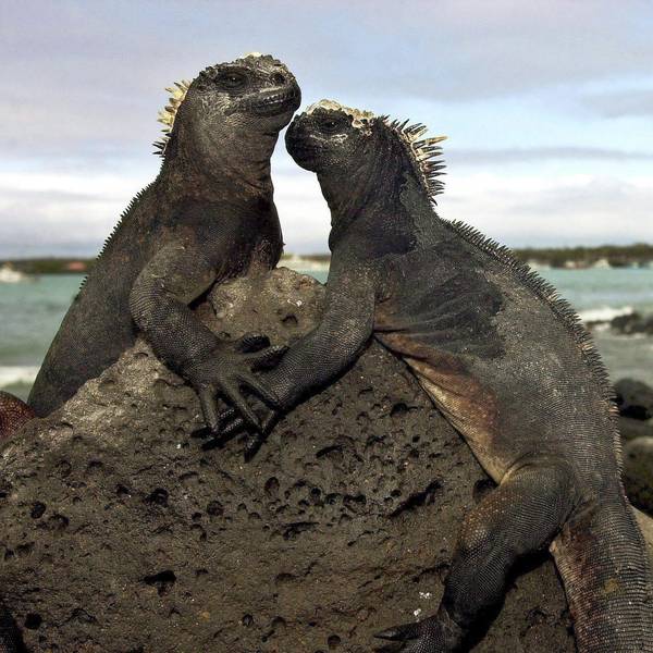 Galapagos Archiv 231219