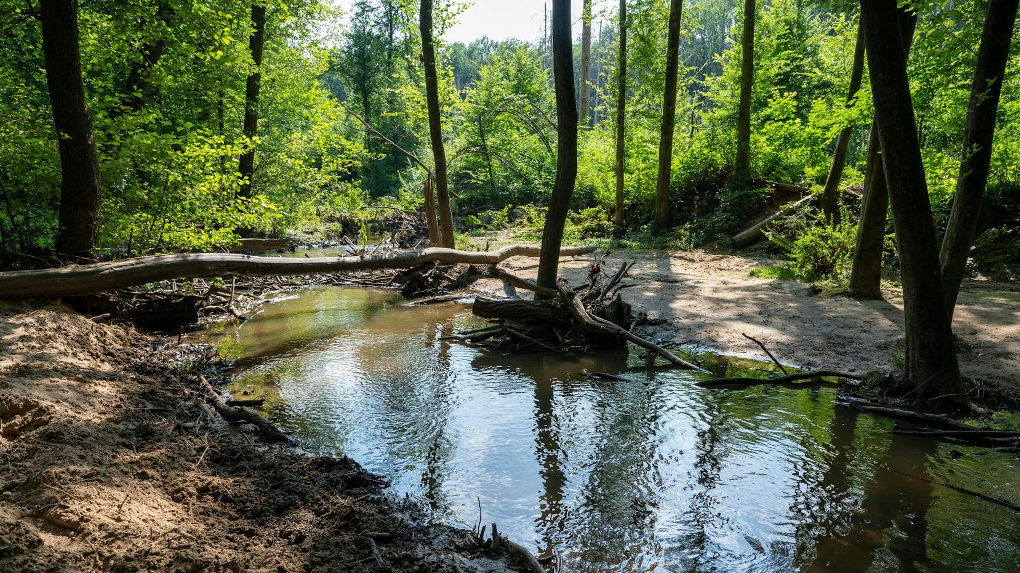 Der Flehbach im Königsforst