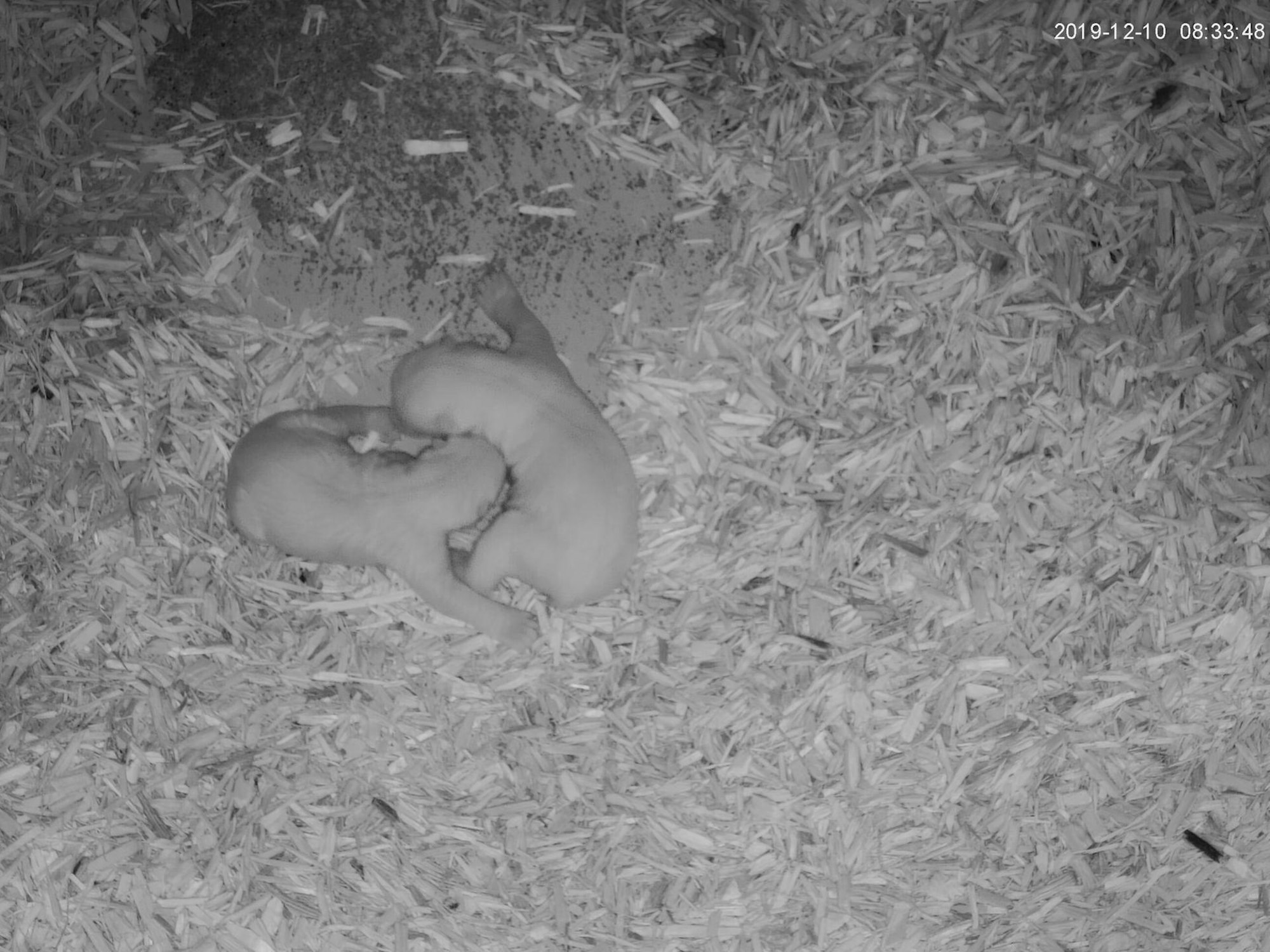 Eisbärchen Bremerhaven