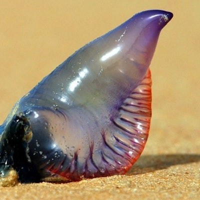 portugiesische_galeere_dpa