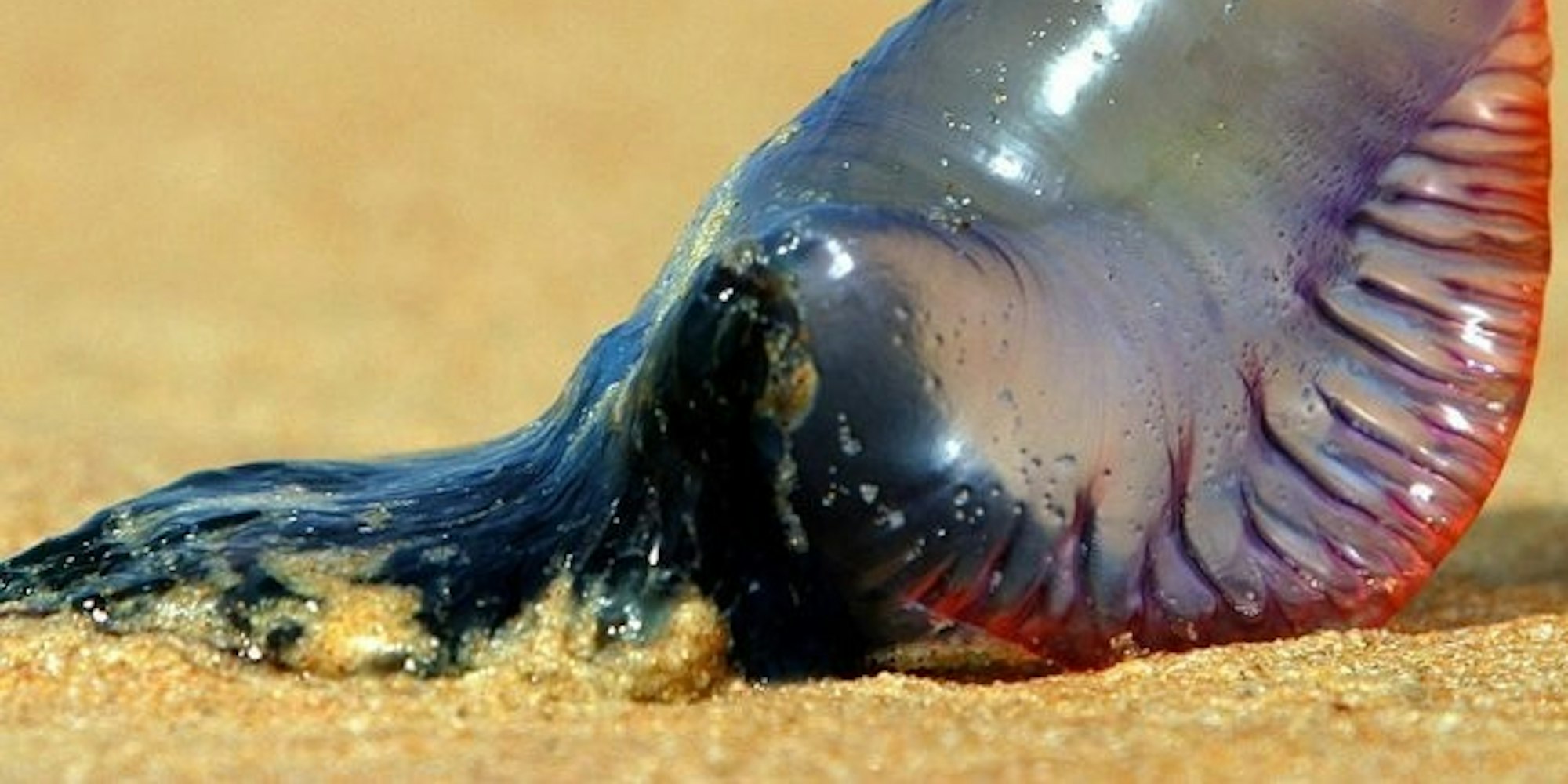 portugiesische_galeere_dpa