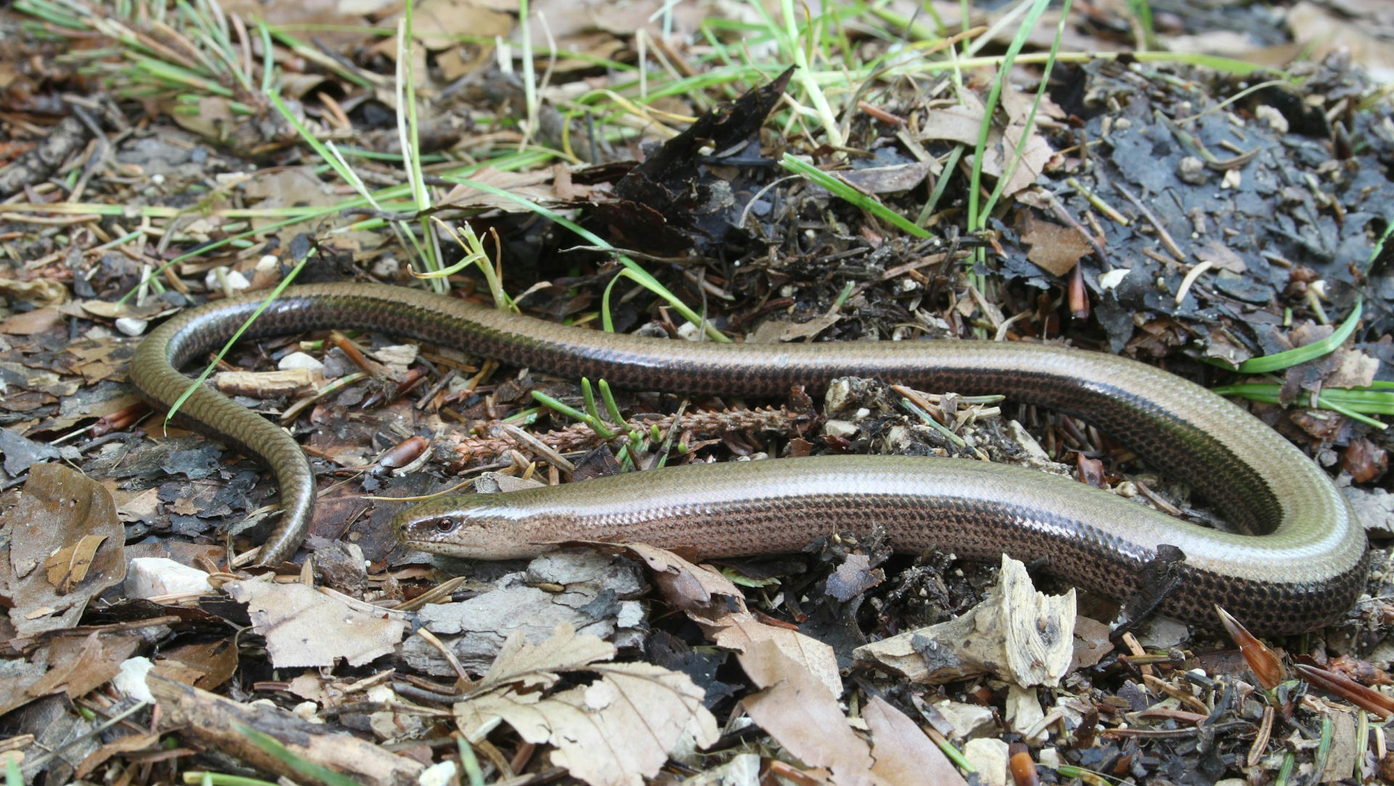 Blindschleiche_Anguis_fragilis Wiki H. Krisp