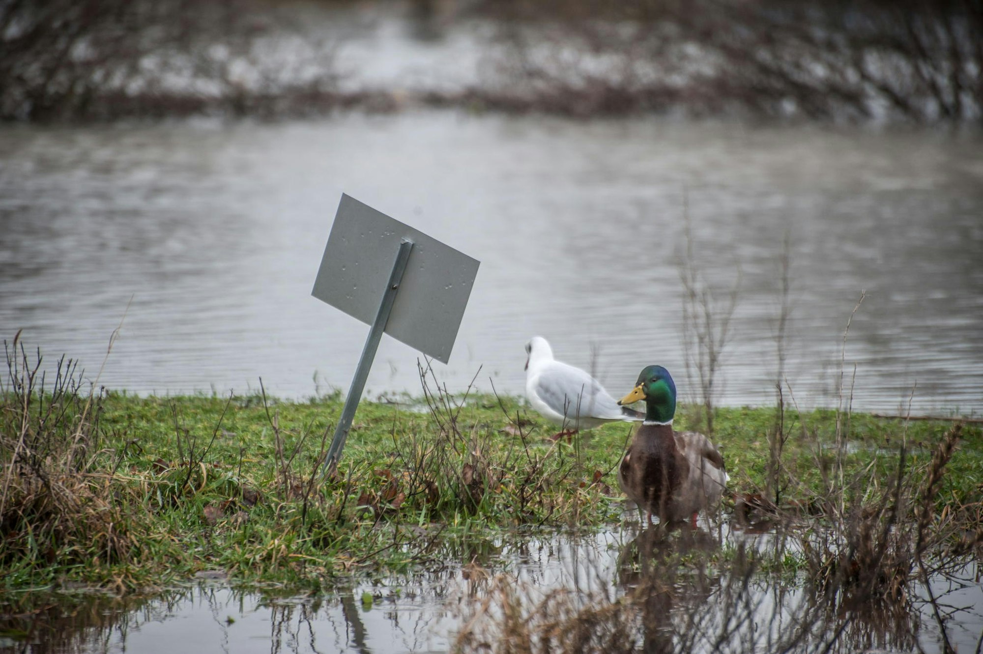 hitdorf-hochwasser-_leverkusen_ALF_7120