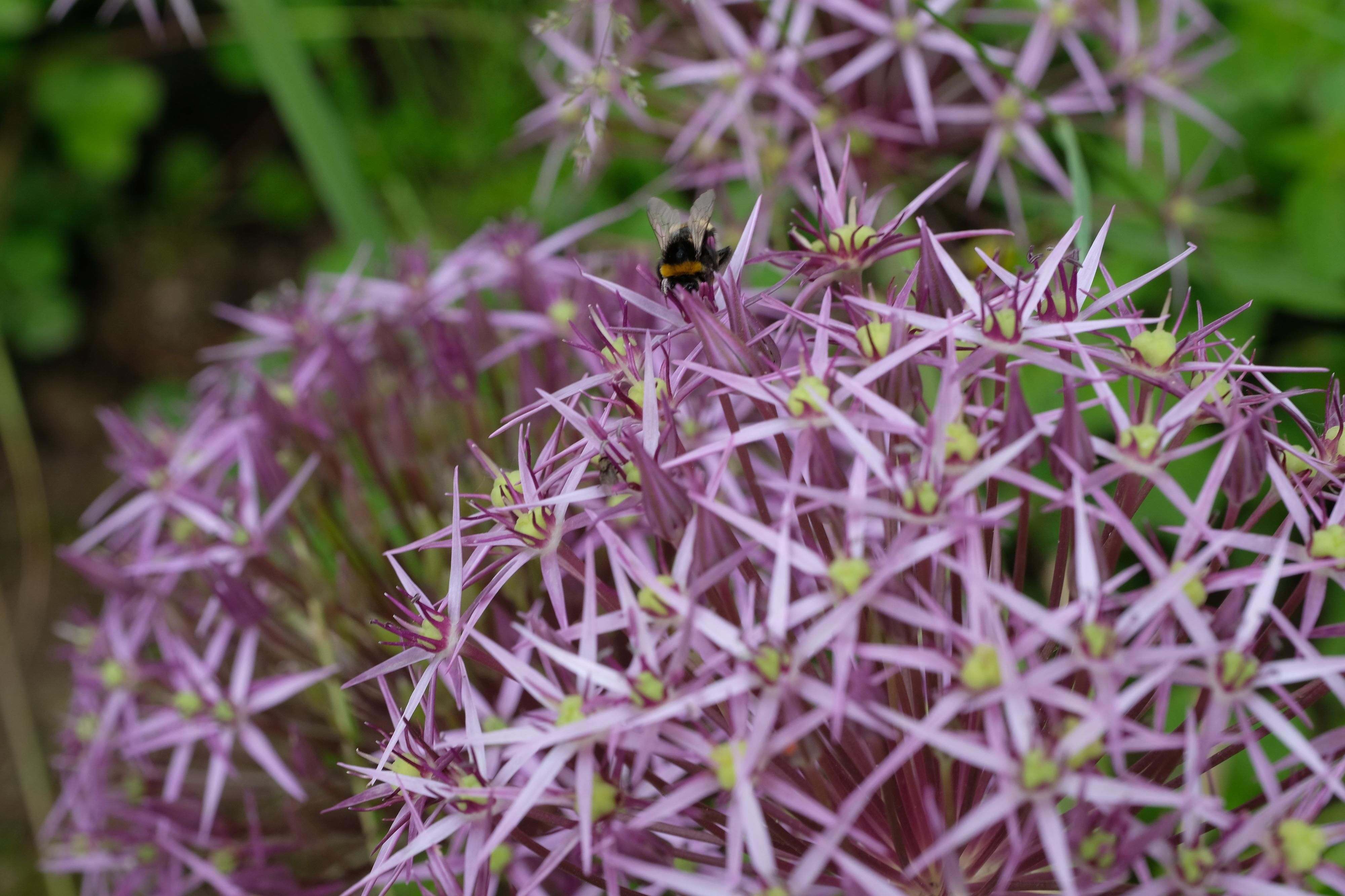 Gartenkalender (1)