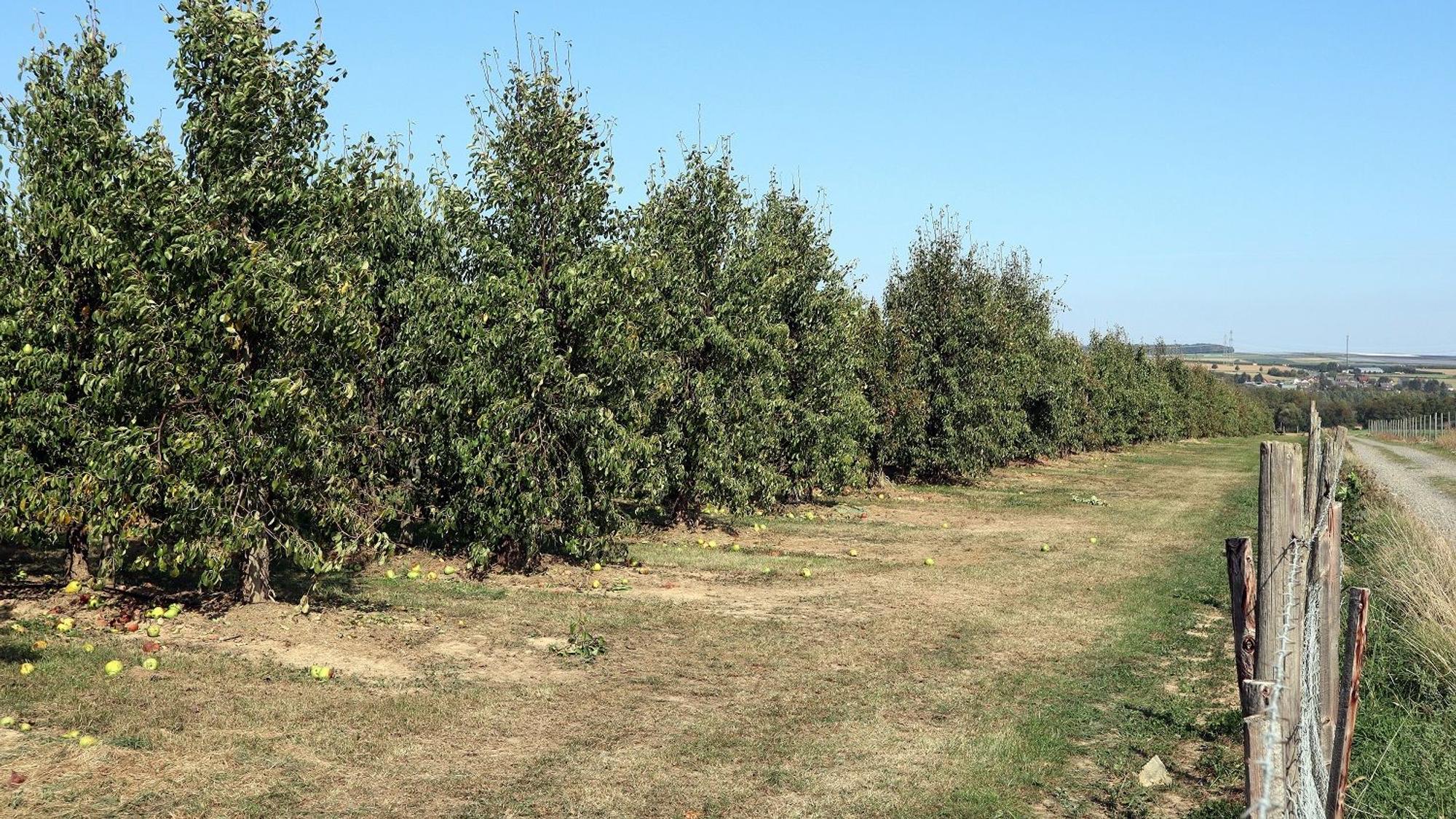 Birnen-Rundwanderweg Birnbäume