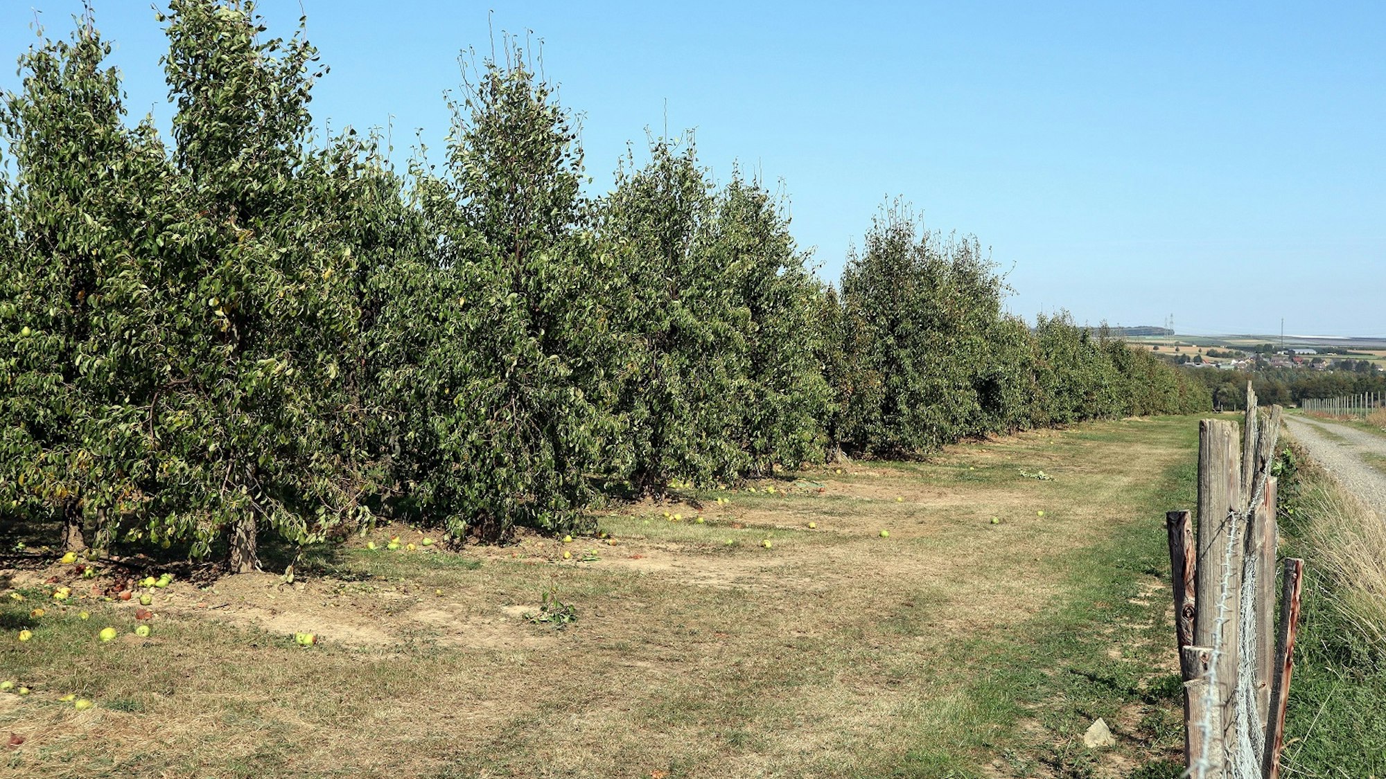 Birnen-Rundwanderweg Birnbäume