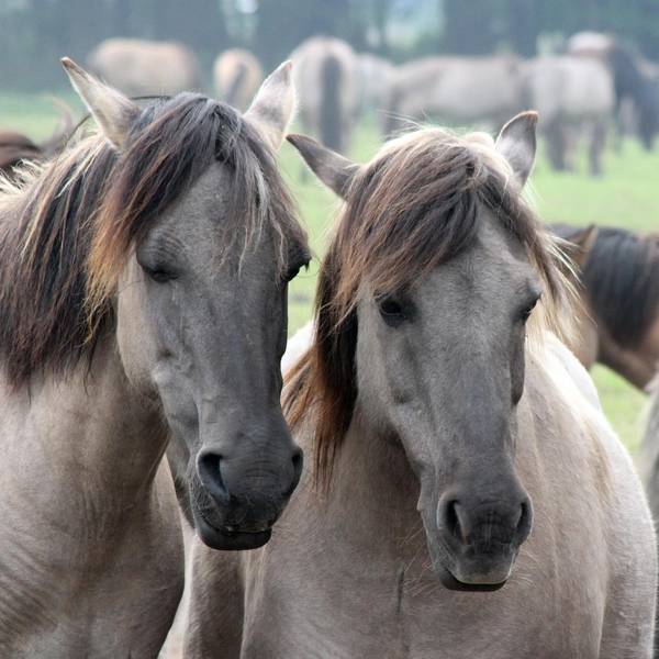 Wildpferde im Merfelder Bruch