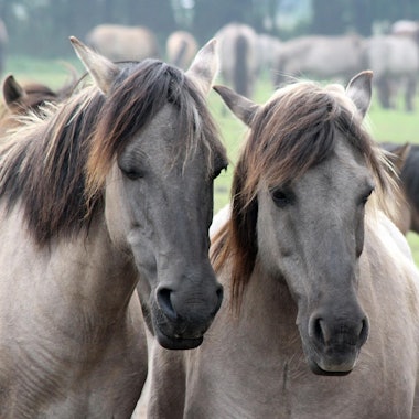 Wildpferde im Merfelder Bruch
