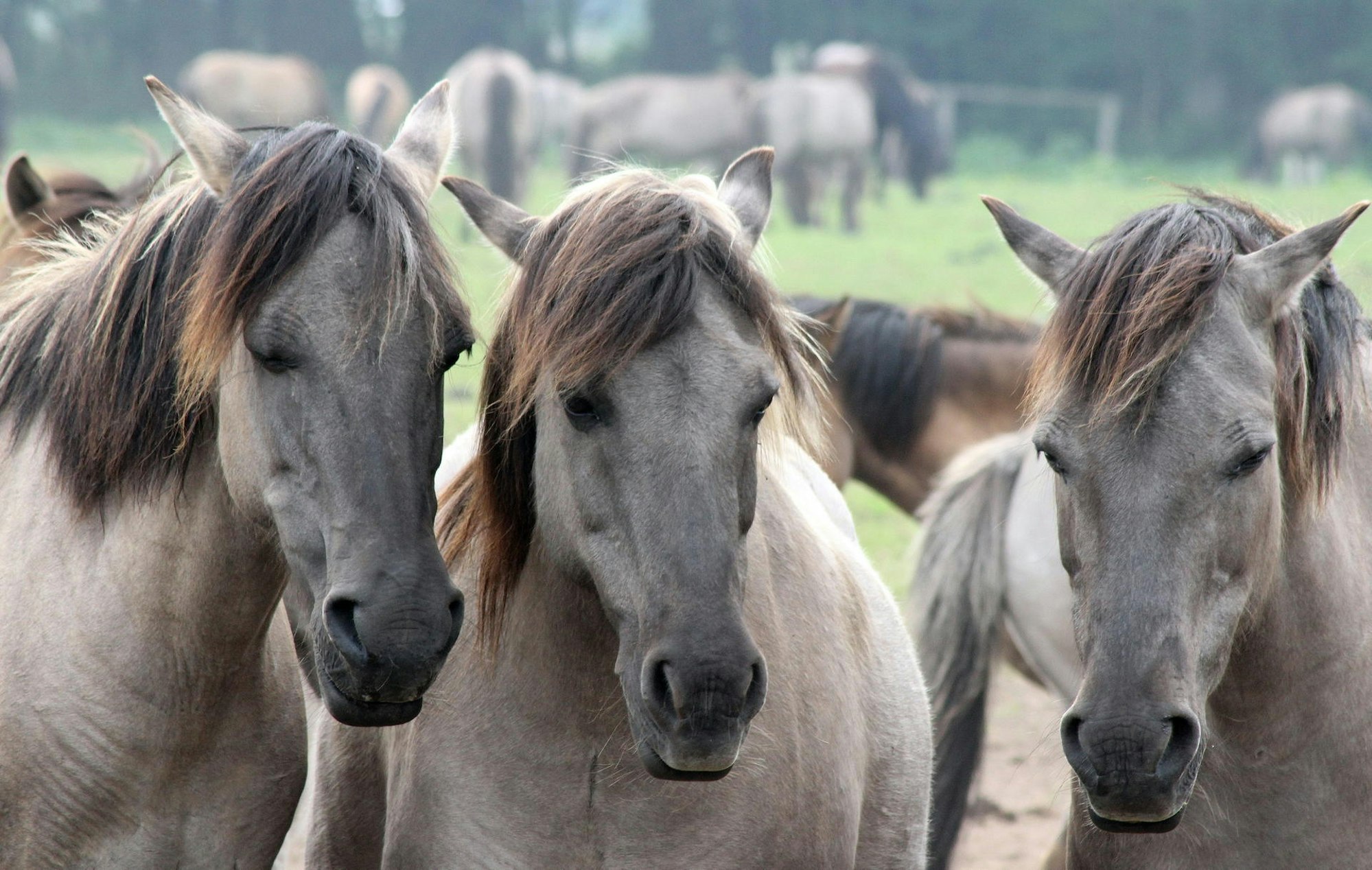 Wildpferde im Merfelder Bruch