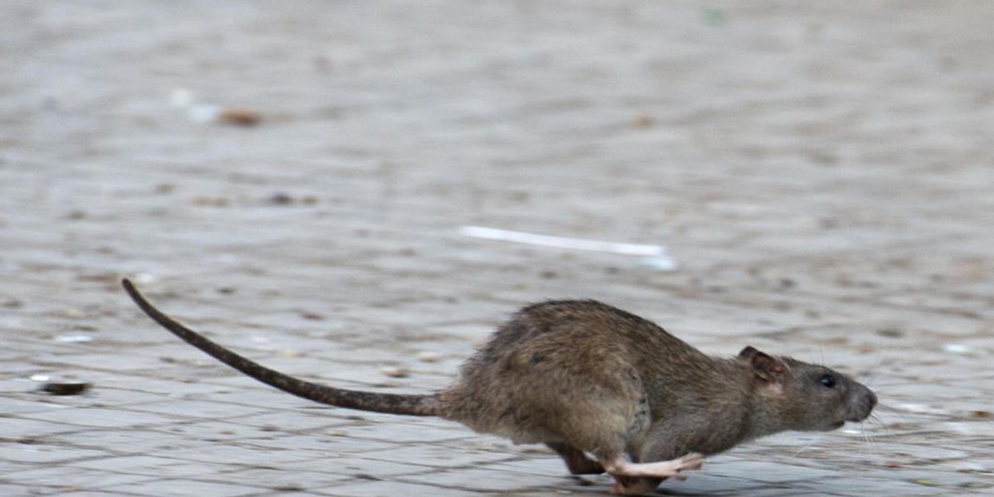 Ratten Symbolbild
