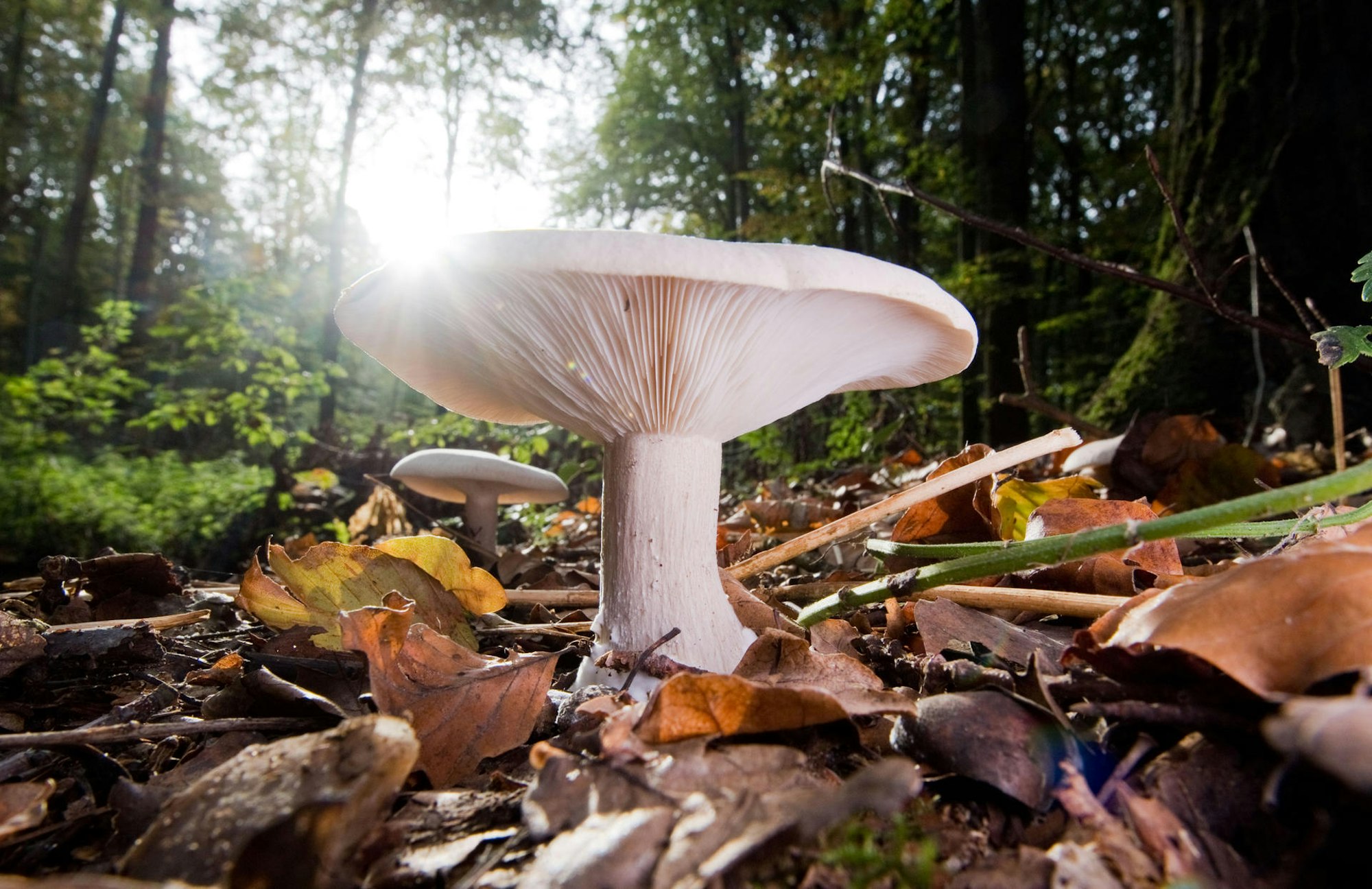 Herbst_Pilz_hoch_63008405