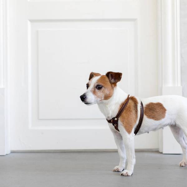 Hund Getty Images