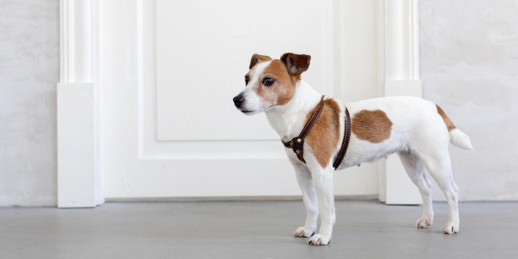 Hund Getty Images