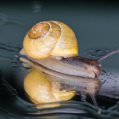 Platz 001_Bild 012_88 Punkte_Holtappels_Anita_Schnecke auf dem Gartentisch