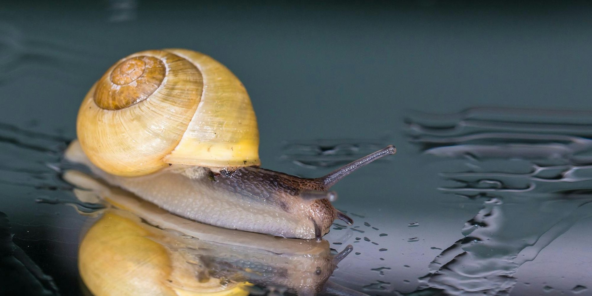 Platz 001_Bild 012_88 Punkte_Holtappels_Anita_Schnecke auf dem Gartentisch