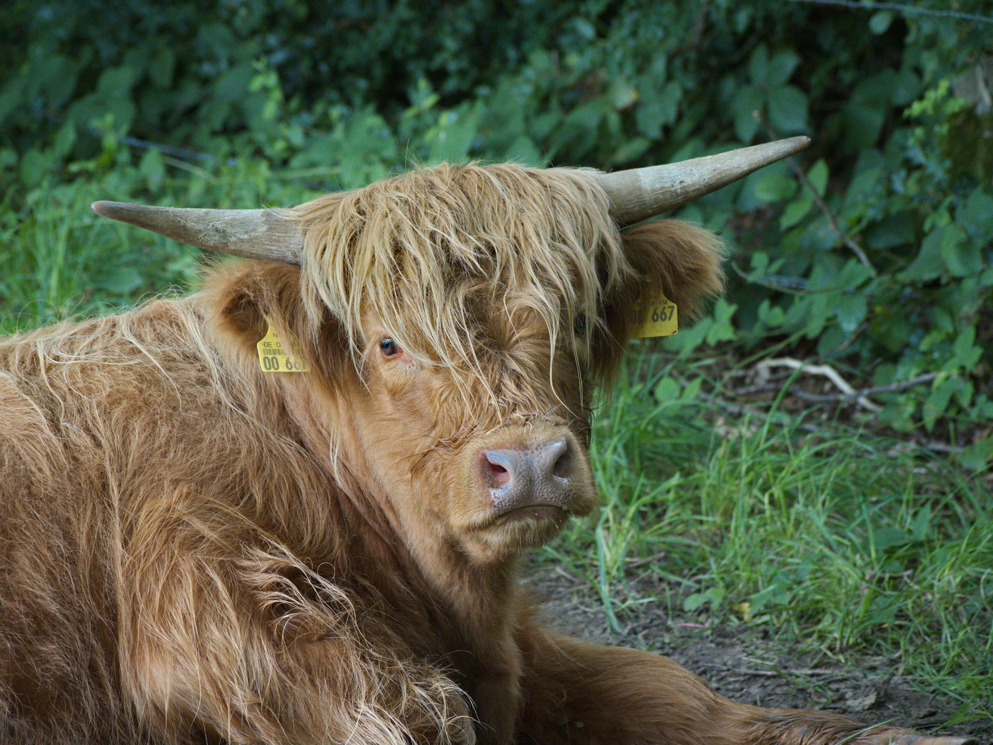 Wanderung Schloss Gimborn Bergisches Land 01 Kuh
