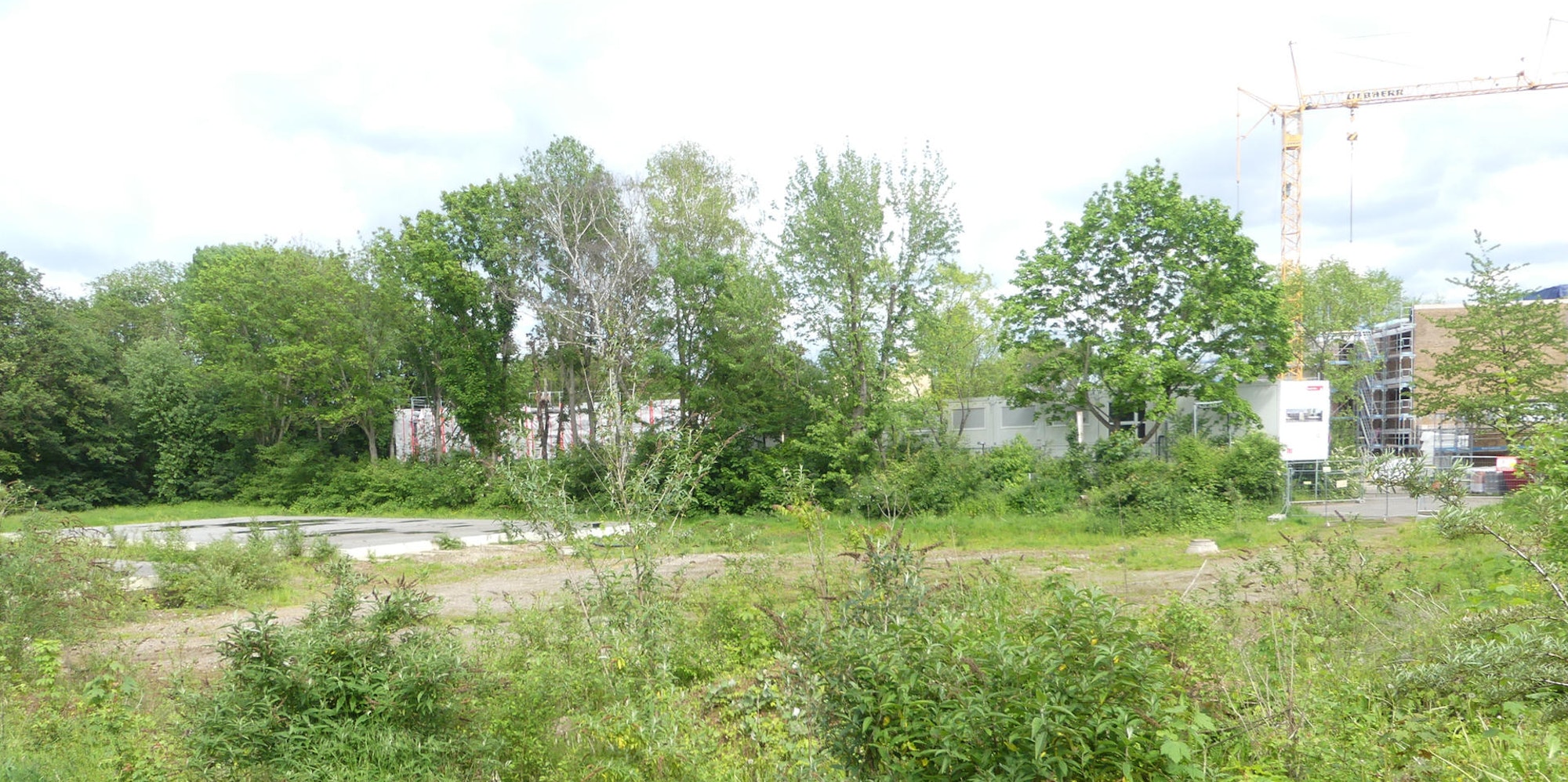 roes-wilhelm-schreiber-004