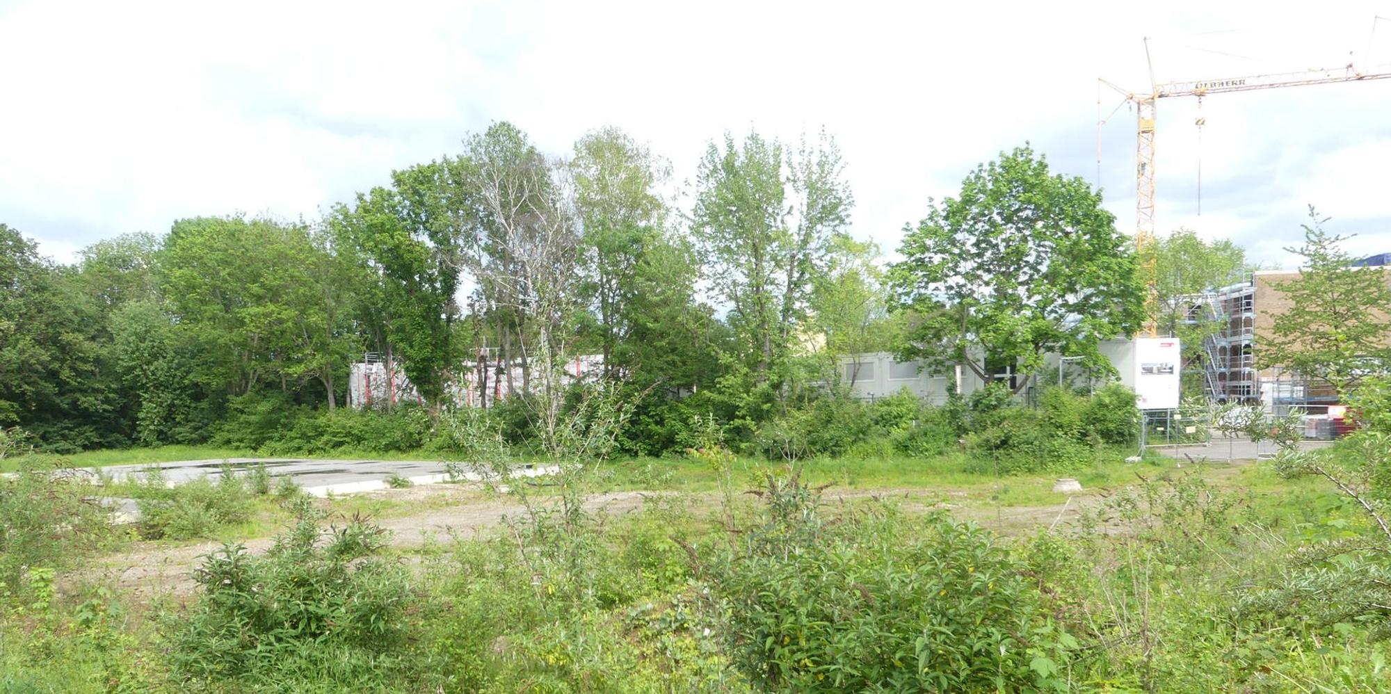 roes-wilhelm-schreiber-004