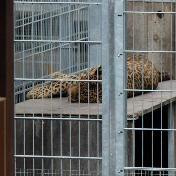 Leopard Sachsen-Anhalt