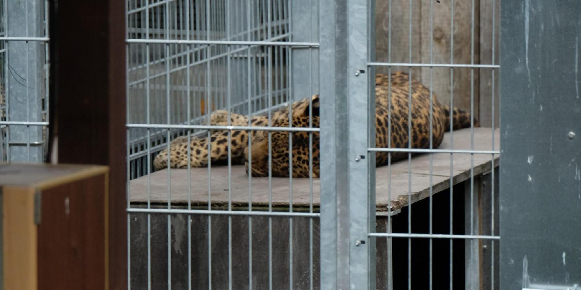 Leopard Sachsen-Anhalt