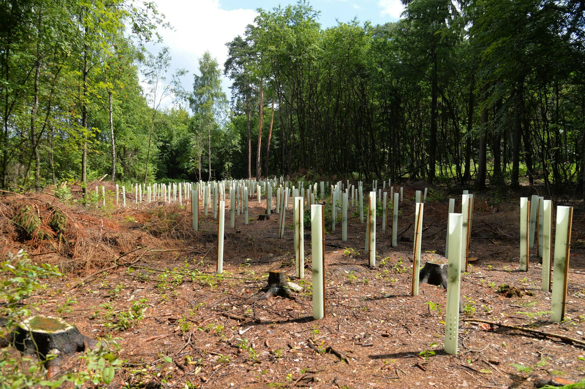 Baumfällungen Parkplatz Kreishaus 050821