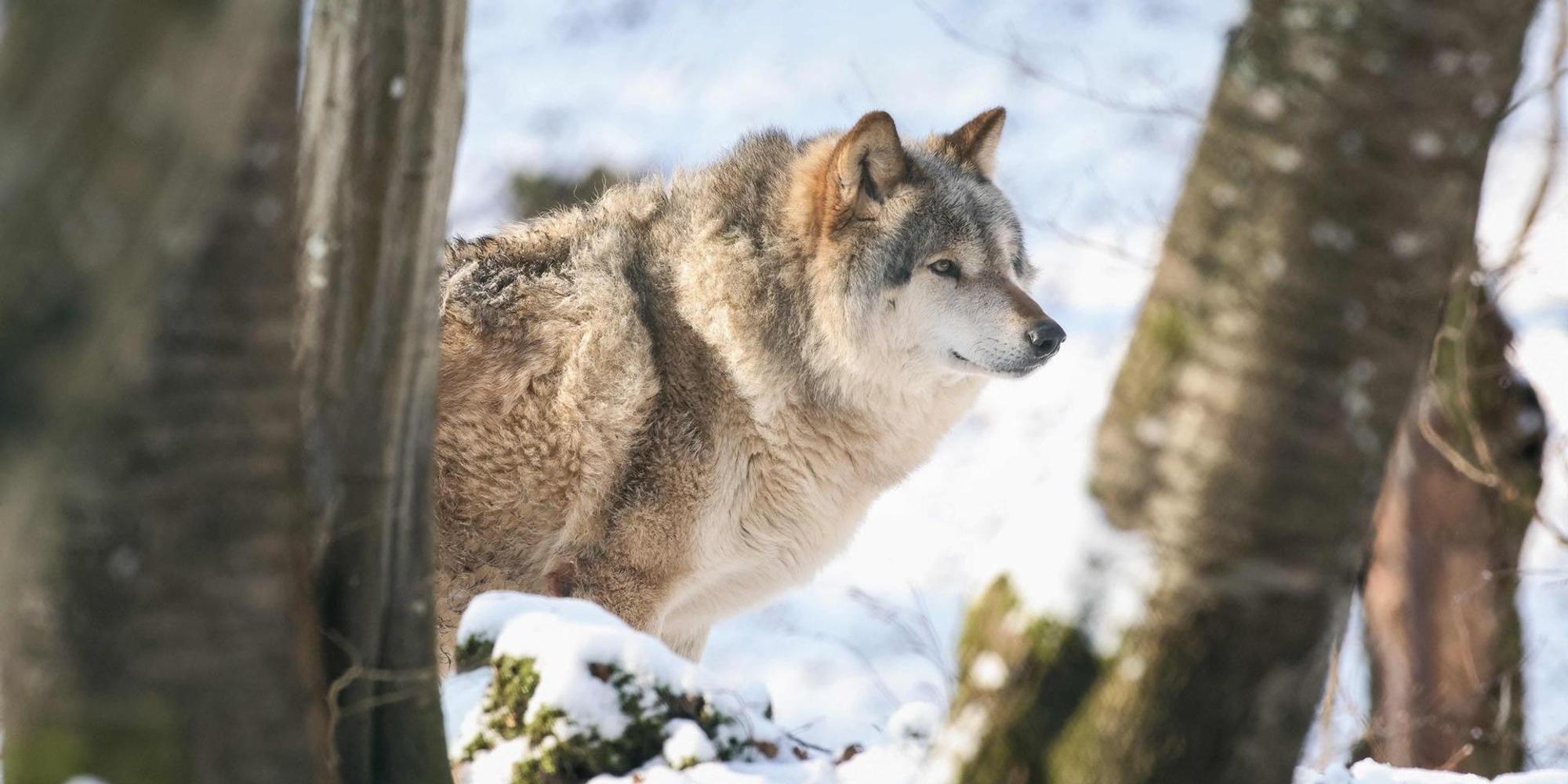 Wolf