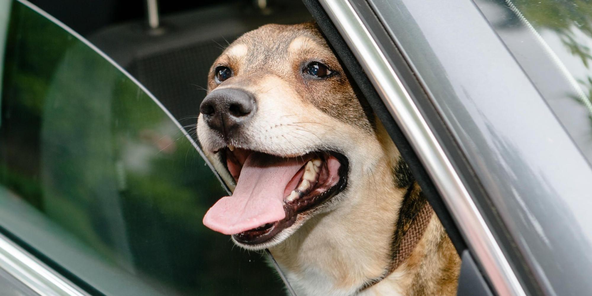 hund im auto