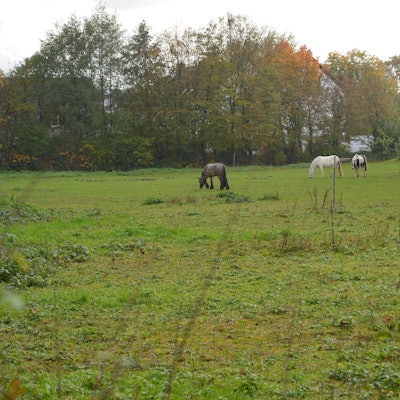 Arlinghaus__Pferdewiese_5.11.19_Proteste gegen Wohnblöcke
