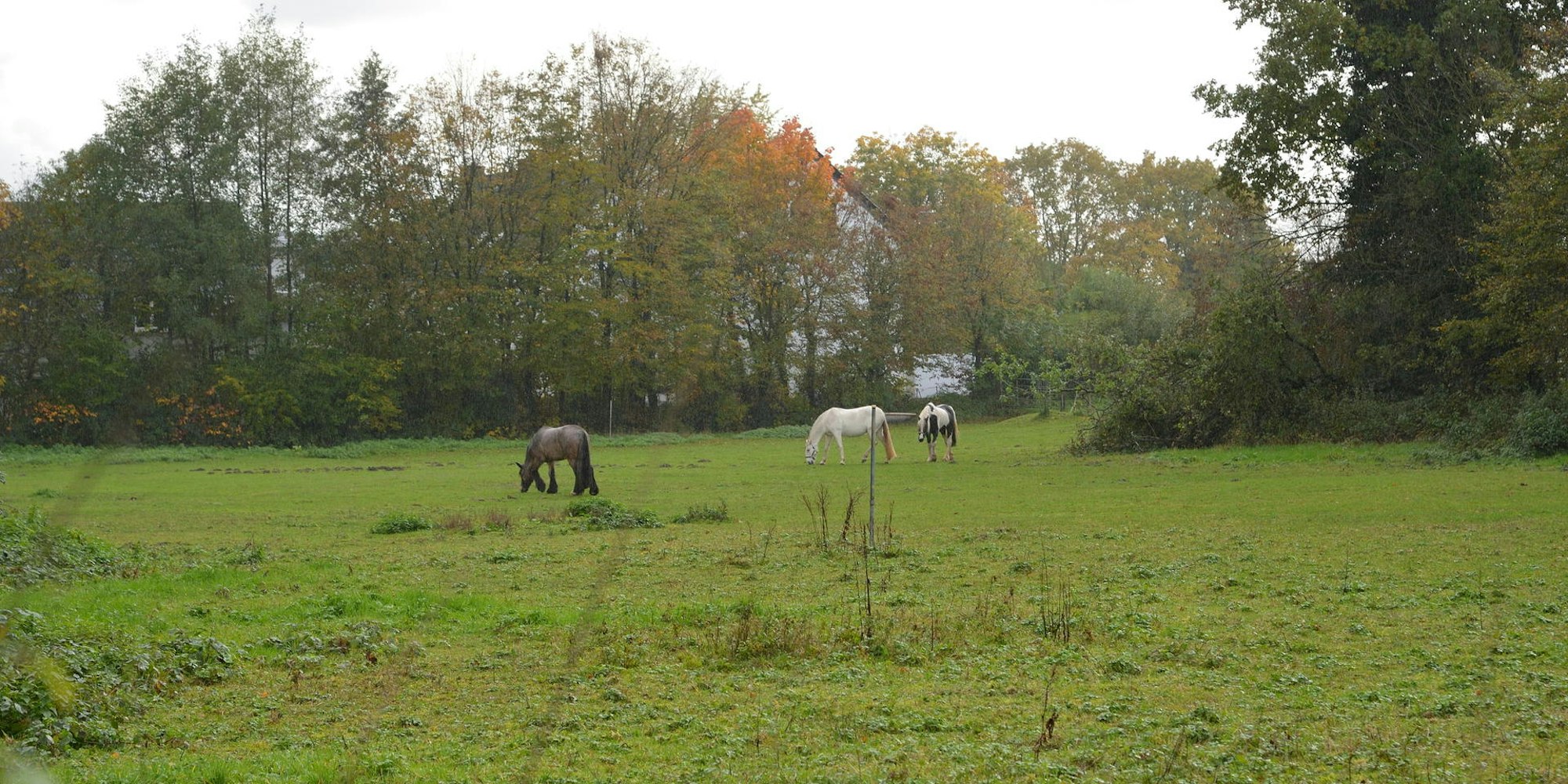 Arlinghaus__Pferdewiese_5.11.19_Proteste gegen Wohnblöcke