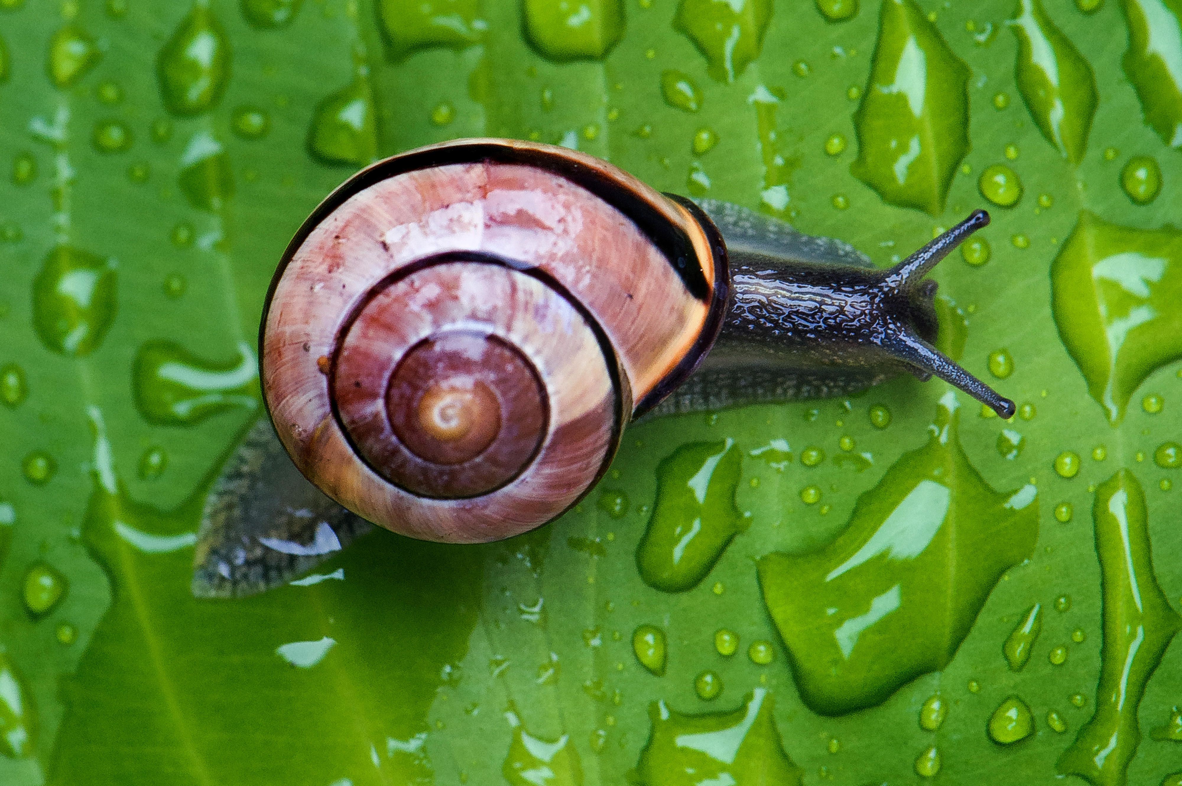 Schnecke