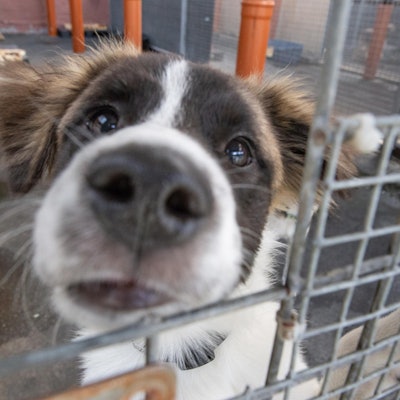 20190821-Tierheim-Koppelweide-gie-002