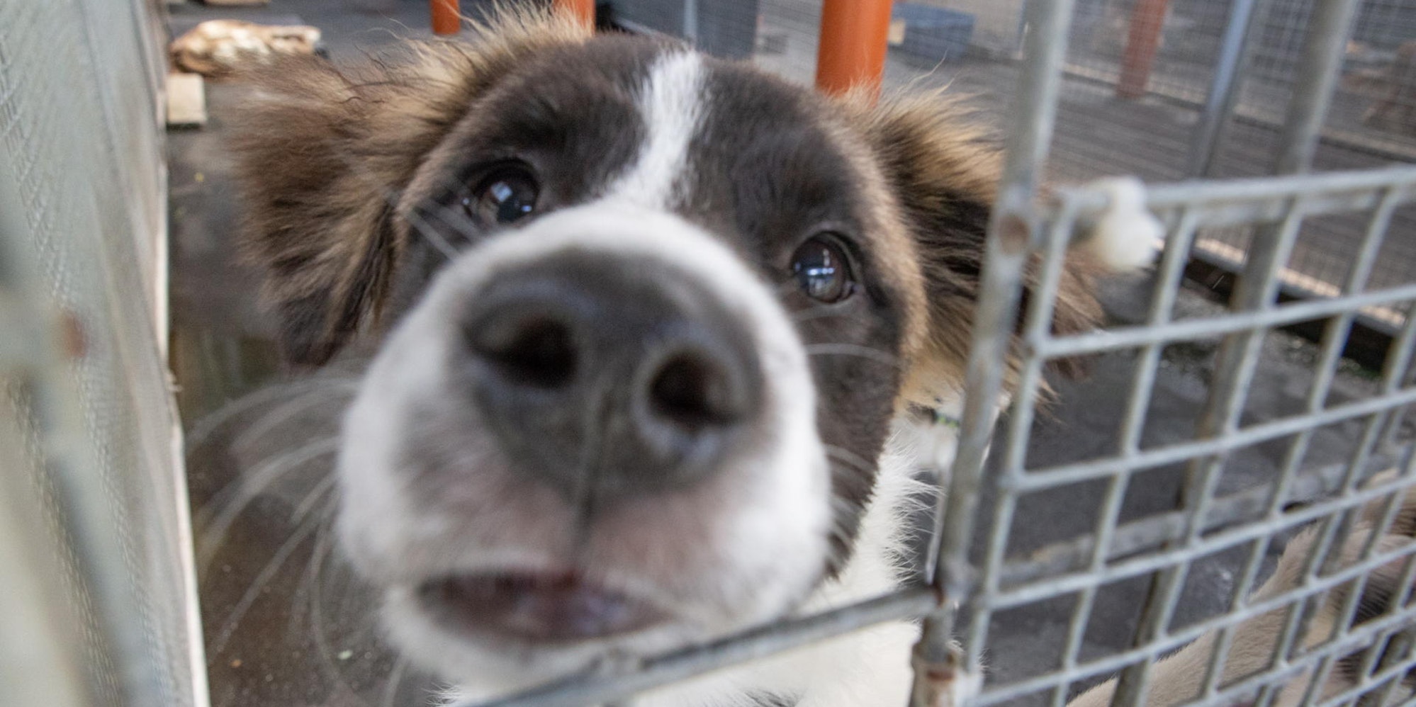 20190821-Tierheim-Koppelweide-gie-002