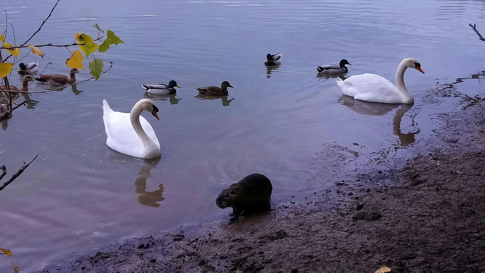 sues Schwan zurück 3a Foto Günter Pflugmacher