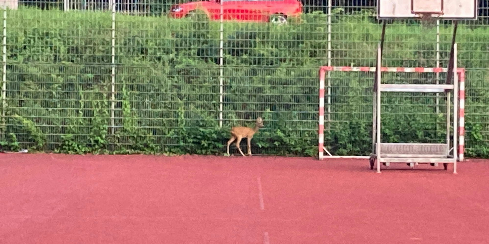 Neuer Inhalt (1)