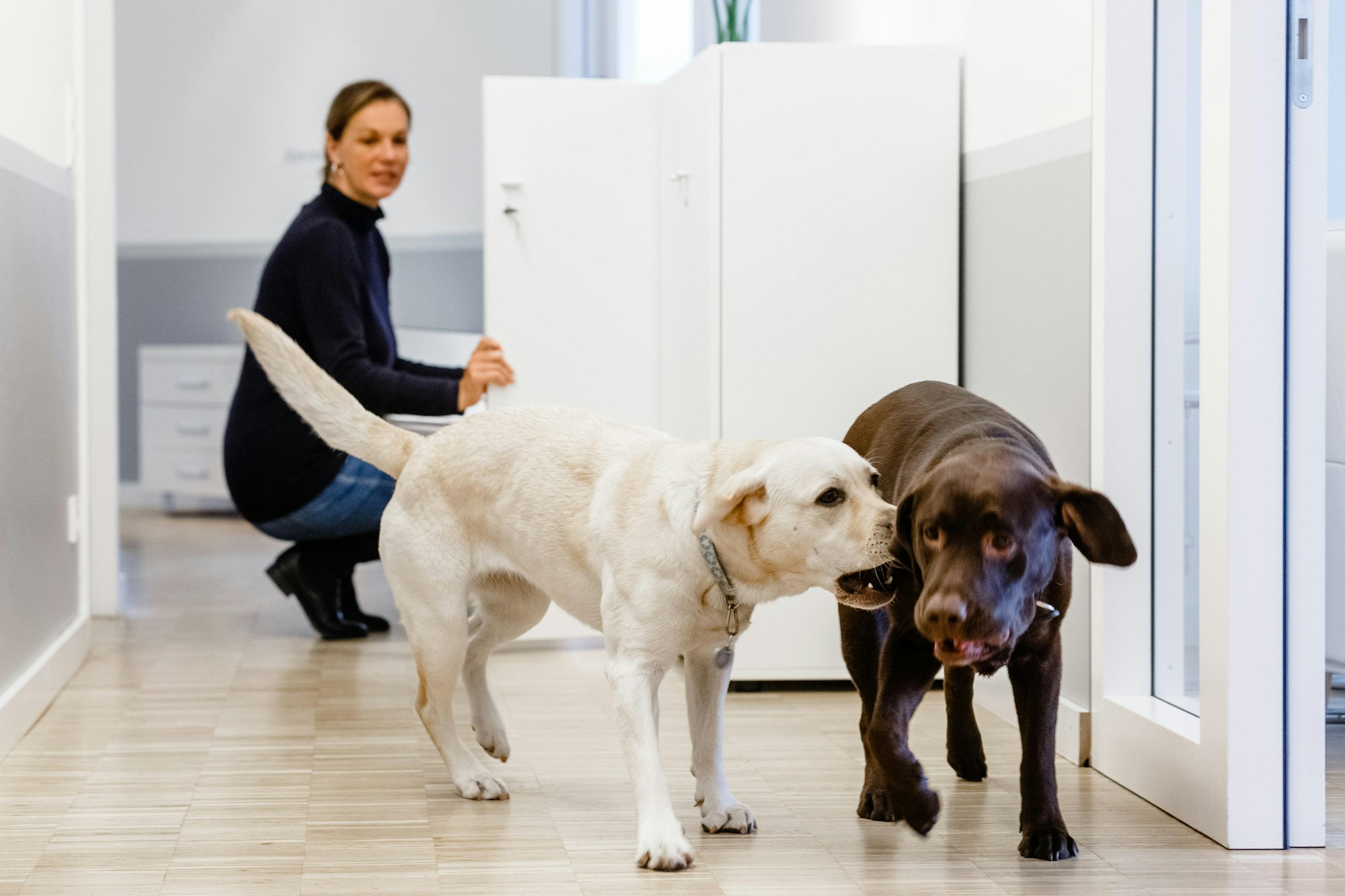 Bürohunde