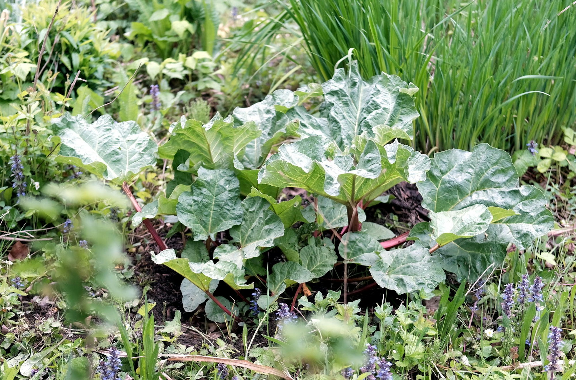 Rhabarbar 20190506max-garten23