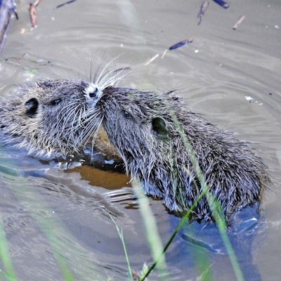 le-nutrias-schmuckbild_(2)