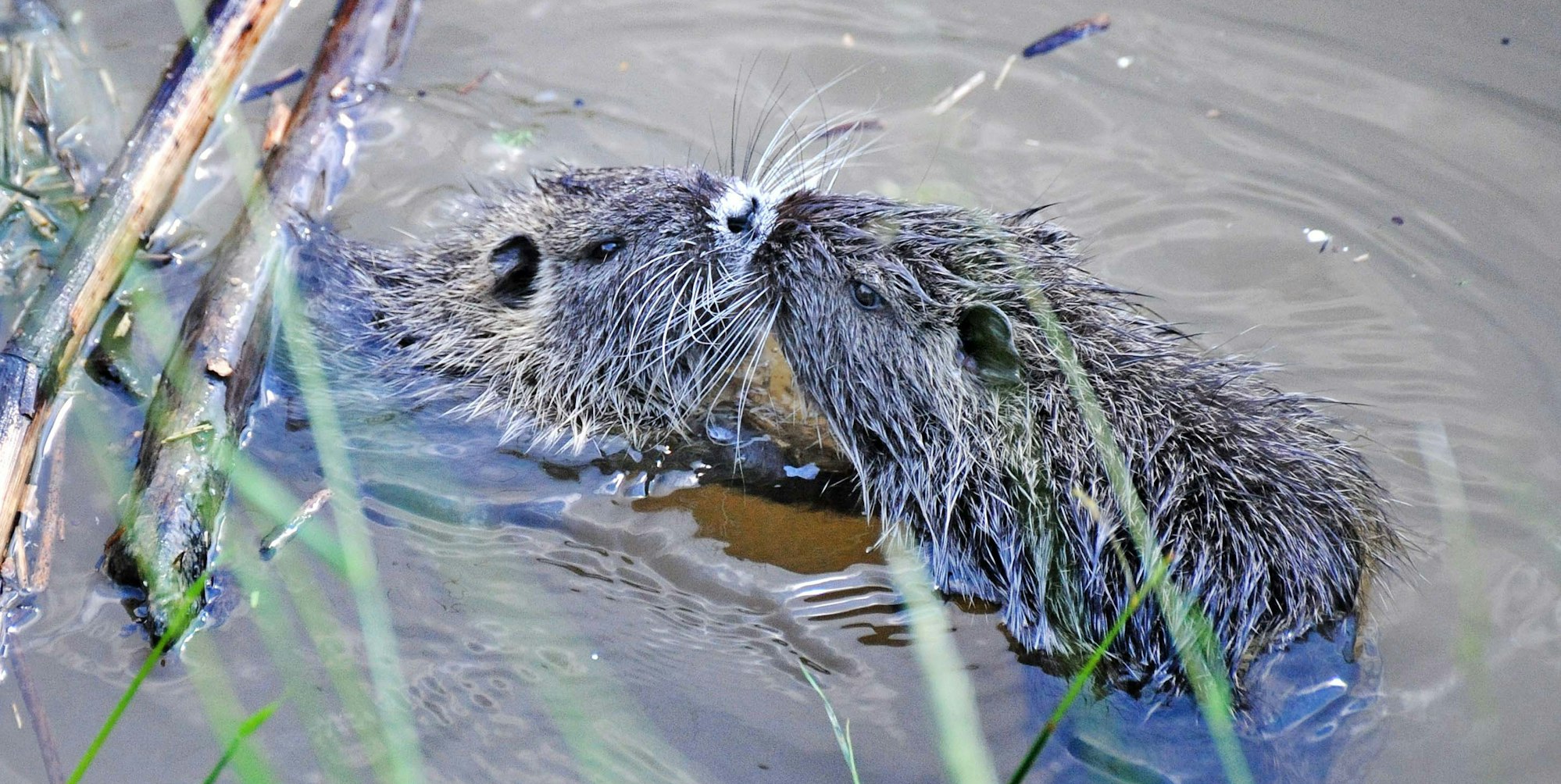 le-nutrias-schmuckbild_(2)