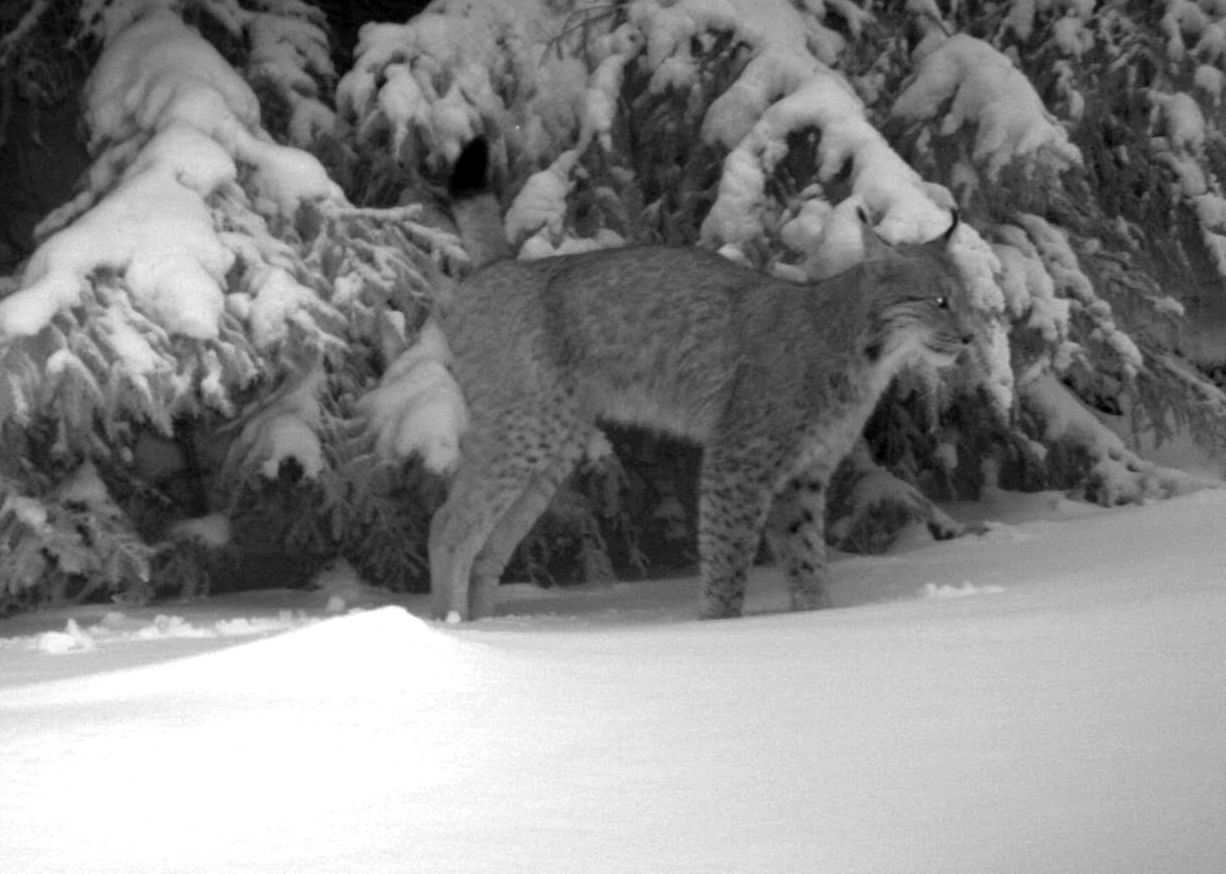 luchs-thueringer-wald