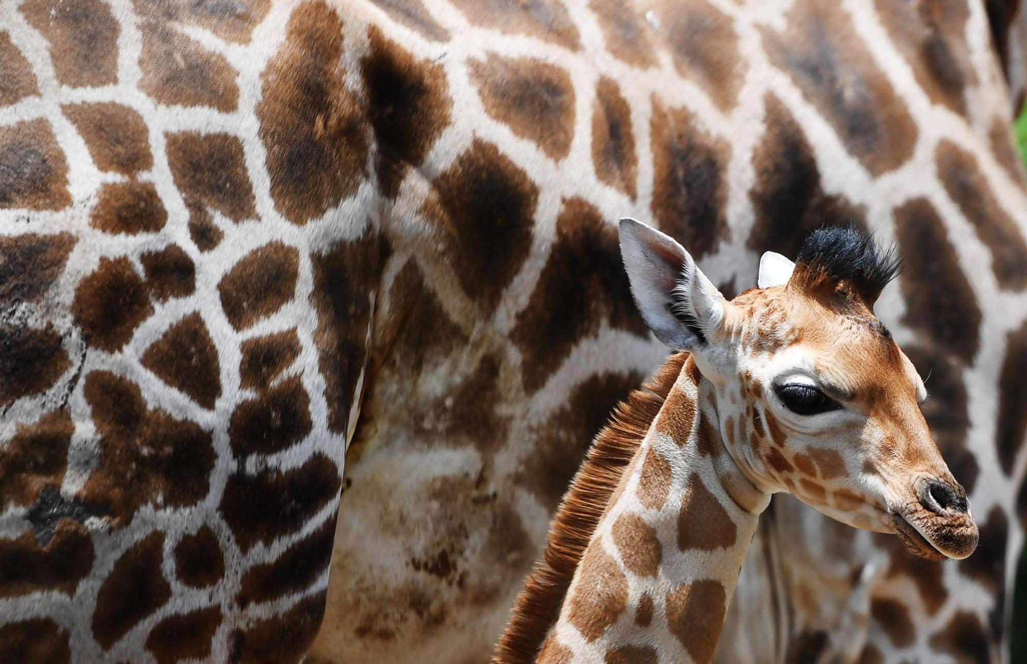 Giraffe afp PIC