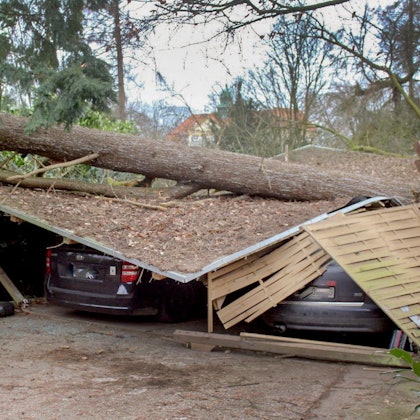 Sturm Sabine Baumsturz