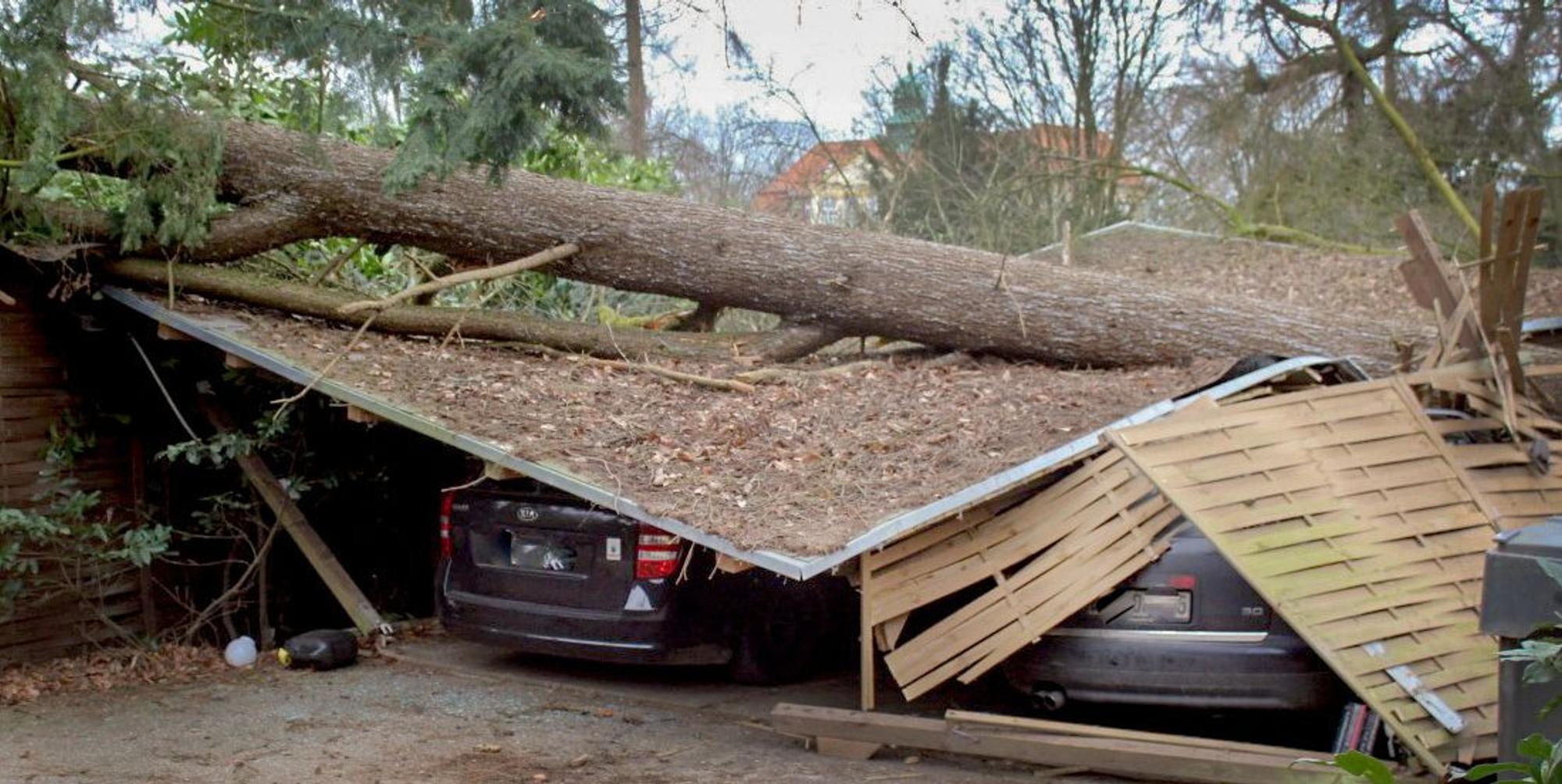 Sturm Sabine Baumsturz