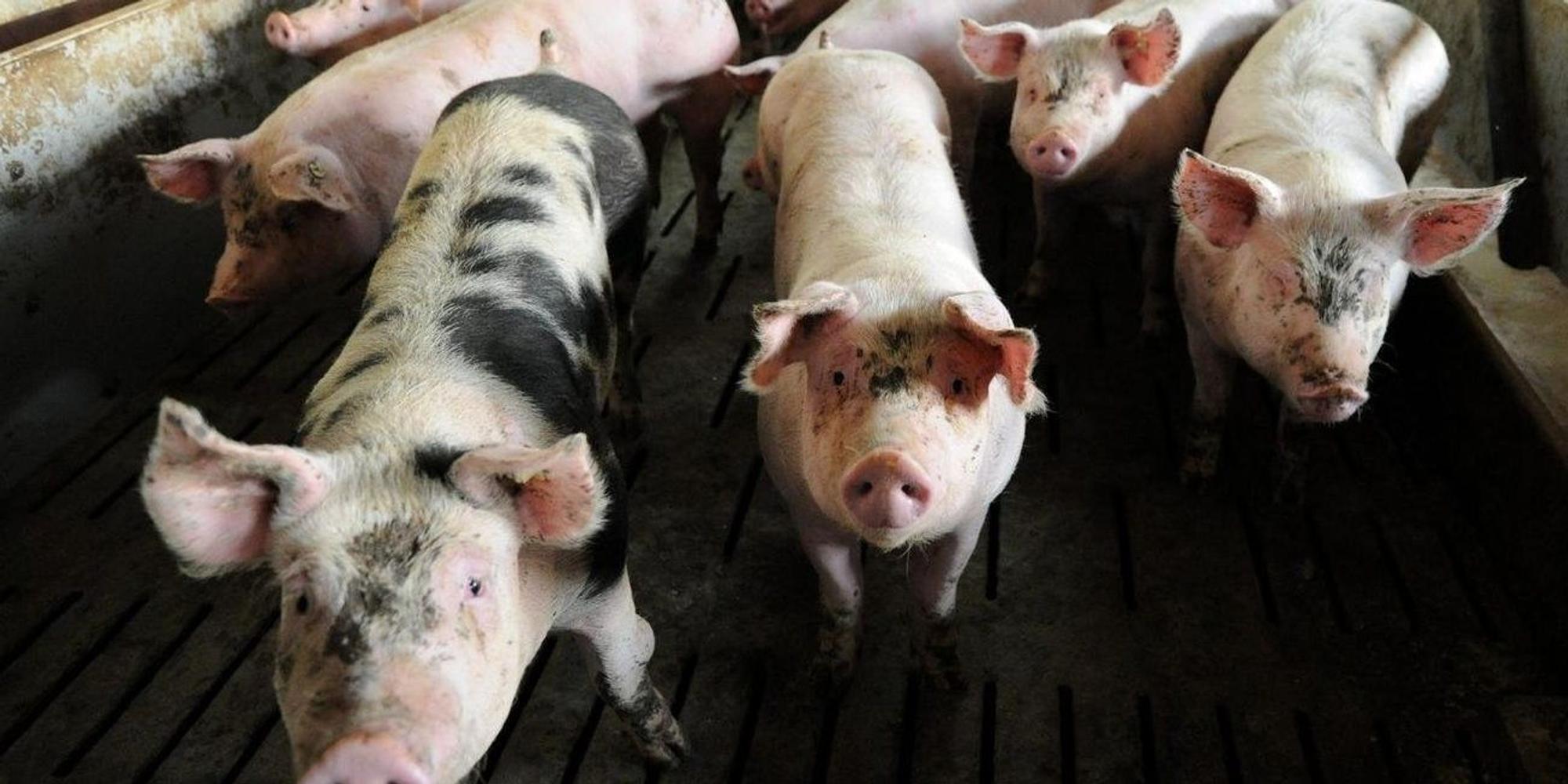 kind will kein fleisch